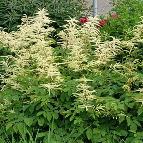 Goat S Beard Aruncus Dioicus Kneiffii Brackenrig Nursery