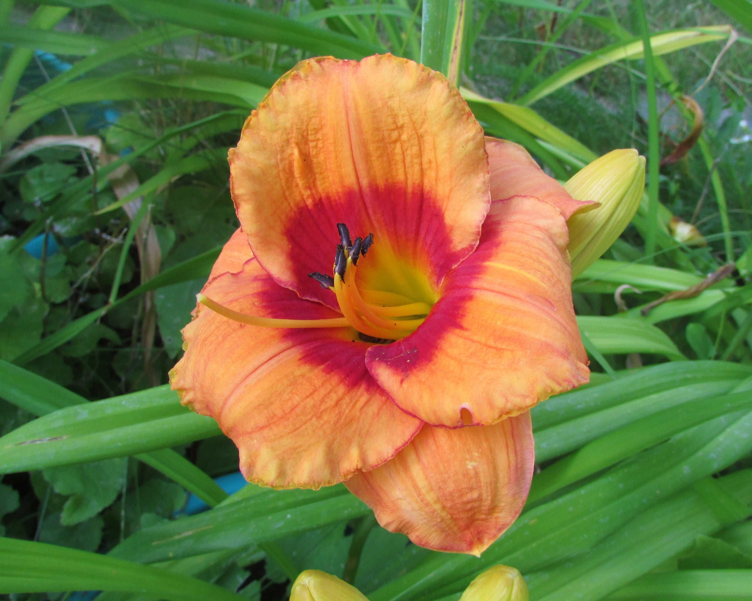 daylily-hemerocallis-bold-tiger-brackenrig-nursery-maintenance