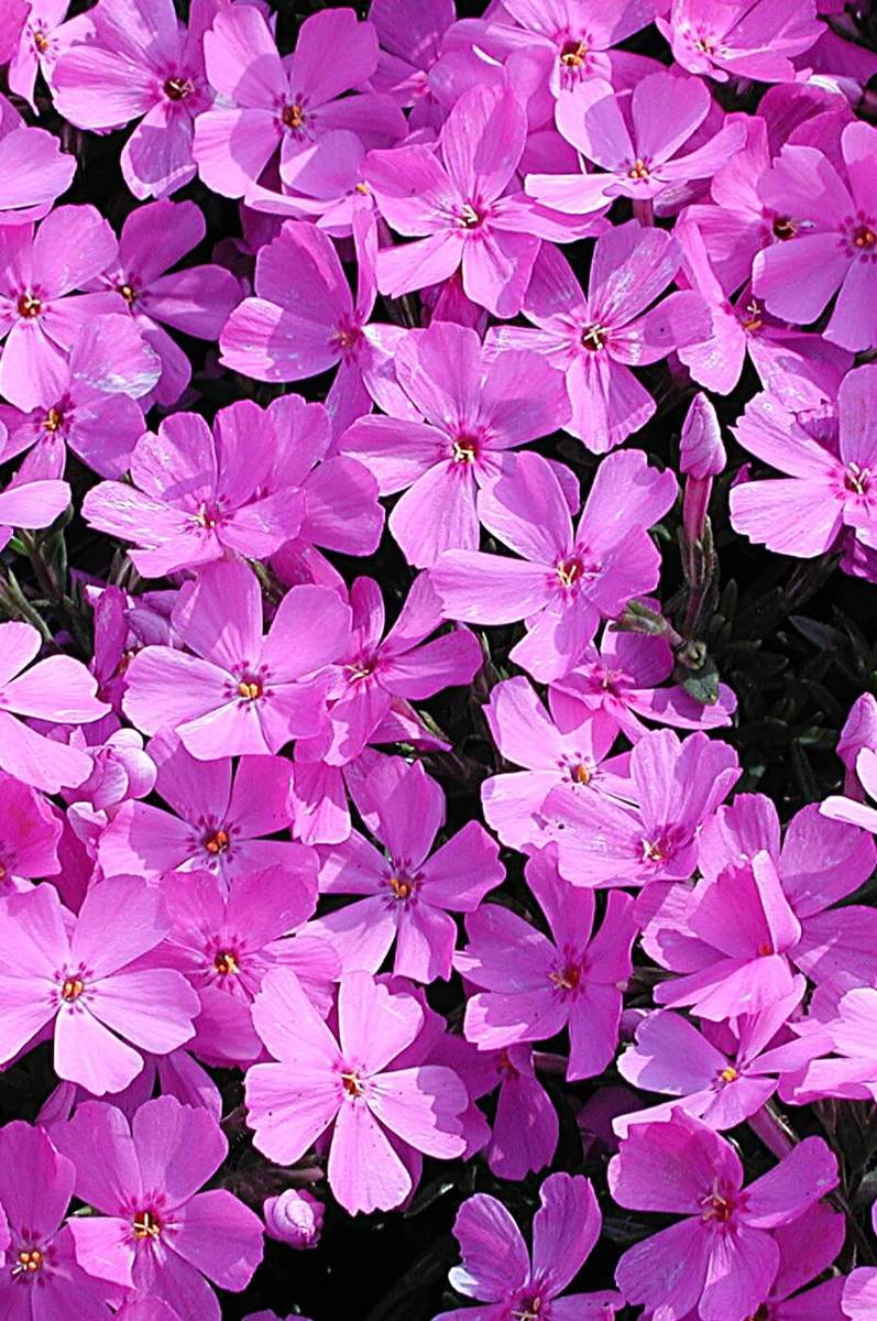 emerald-pink-creeping-phlox-phlox-subulata-also-called-moss-phlox-or